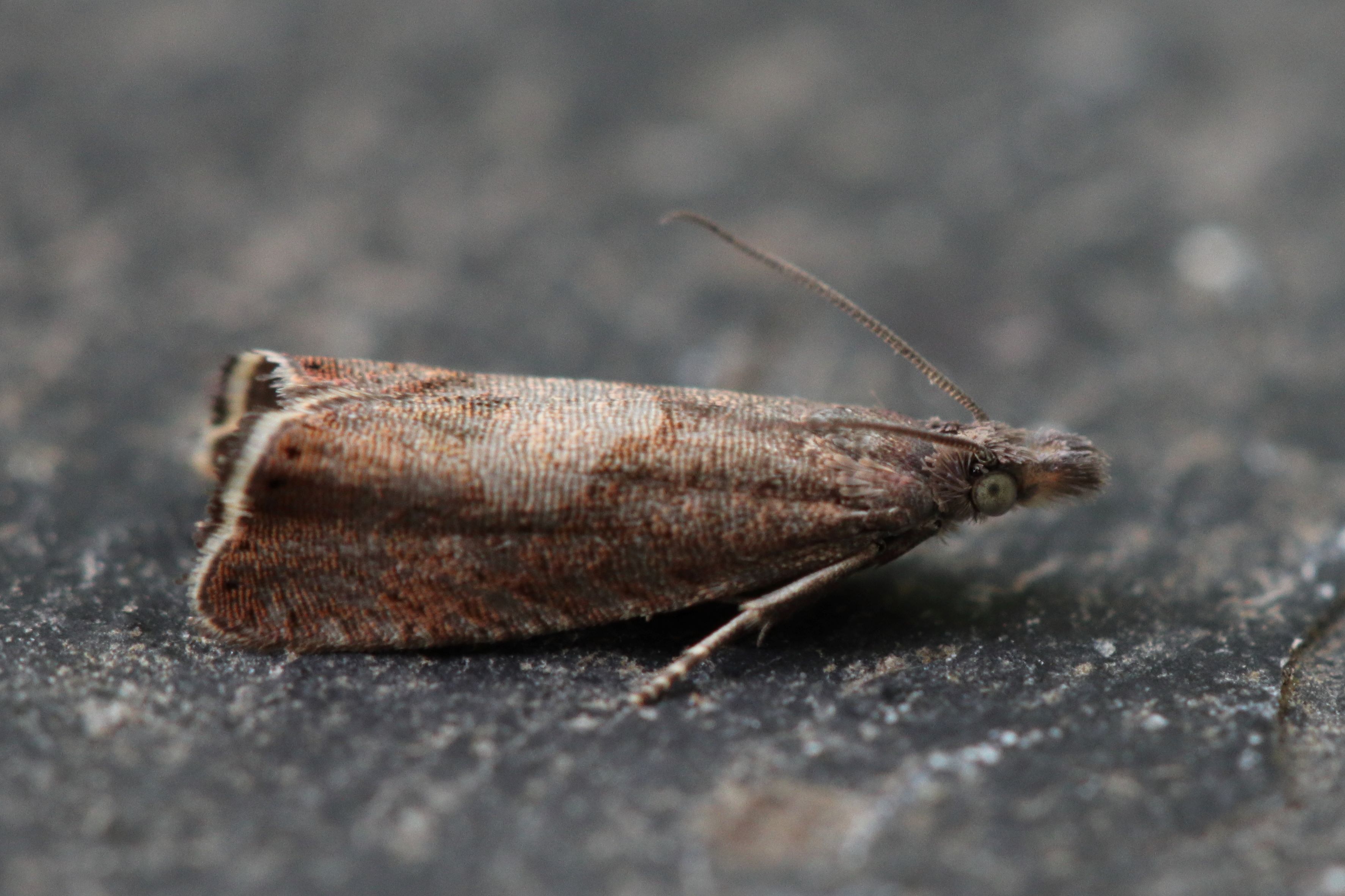 Photo of Sharp-winged Drill (Dichrorampha acuminatana)